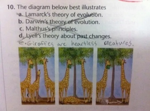 A photograph of a printed exam question with a diagram.
The diagram shows a sequence of three images of giraffes eating
leaves from a tall tree. Two of the giraffes have long necks and can
reach the leaves. The third giraffe with the shorter neck dies in the
second image and decomposes in the third as the other two continue to
feed. The question asks which theory the diagram below it best
illustrates, with multiple-choice answers listed as: a. Lamarck's
theory of evolution, b. Darwin's theory of evolution, c. Malthus's
principles, and d. Lyell's theory about past changes. The exam taker
has crossed through these options and added their own: e. Giraffes
are heartless creatures.